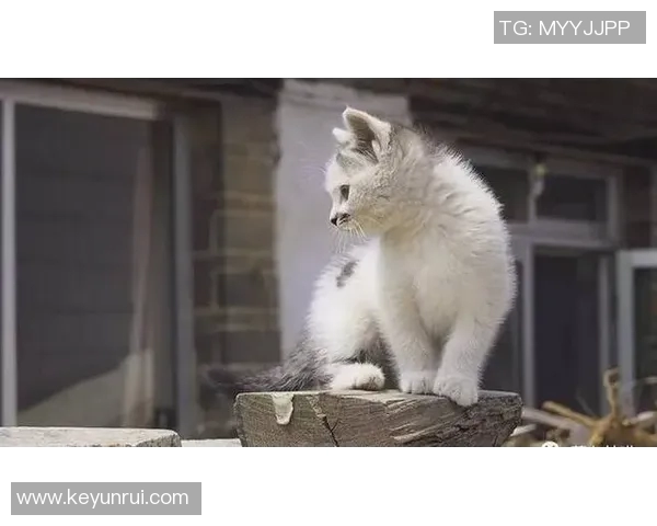 养猫的足球明星是谁他与爱猫的温馨故事揭秘